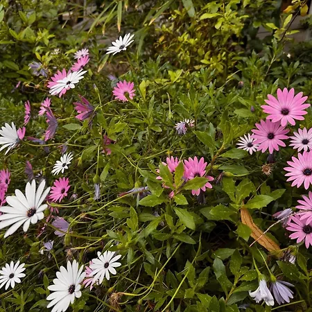 Le Soleil D Or 39 别墅 圣马克西姆